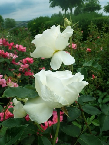 Bergkristall, Aufnahme 4