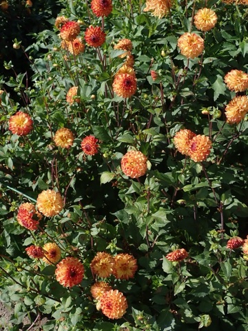 Spinell, Aufnahme 6